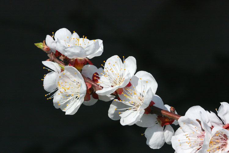 三月花开