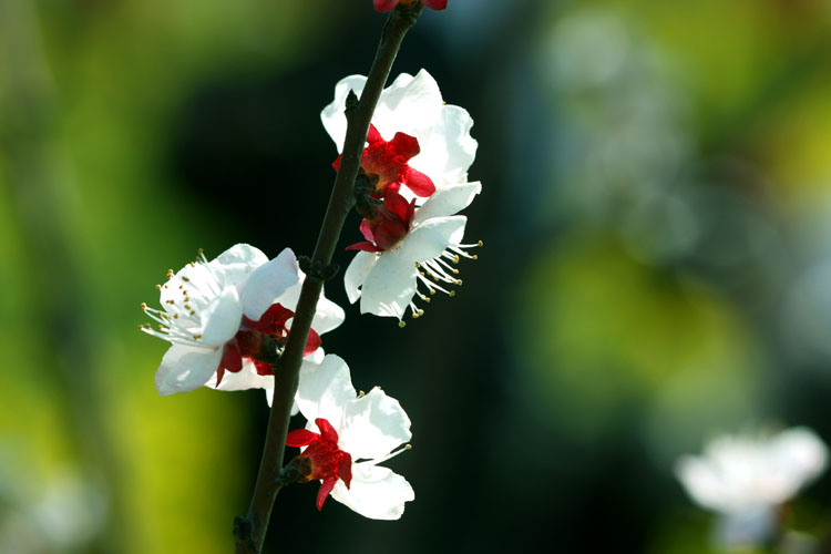 三月花开