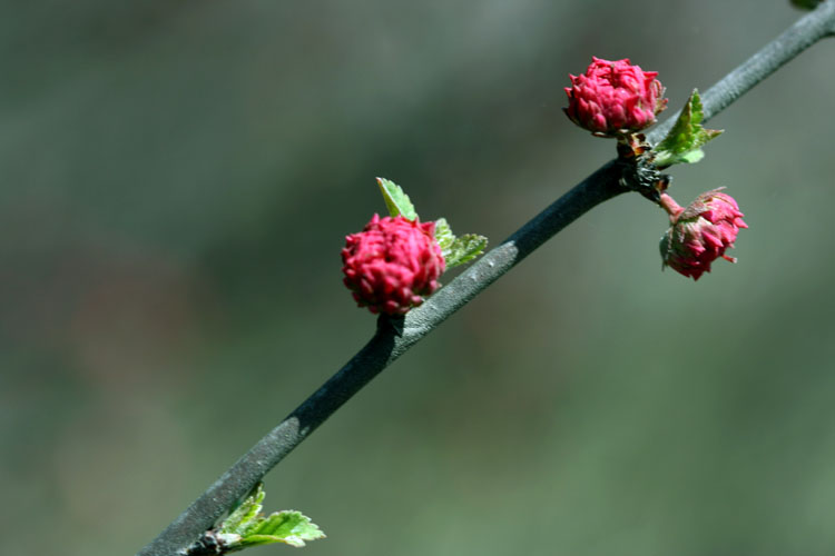 三月花开