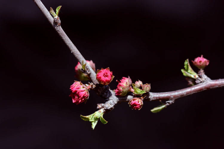 三月花开