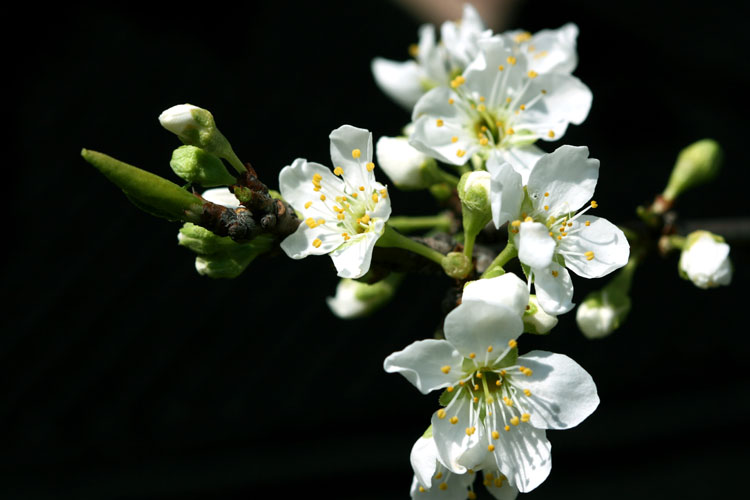 三月花开