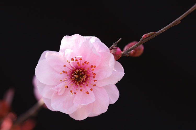 三月花开
