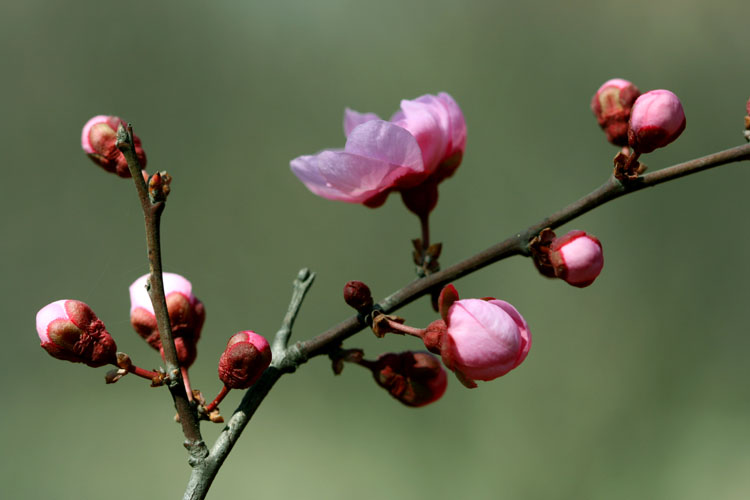 三月花开