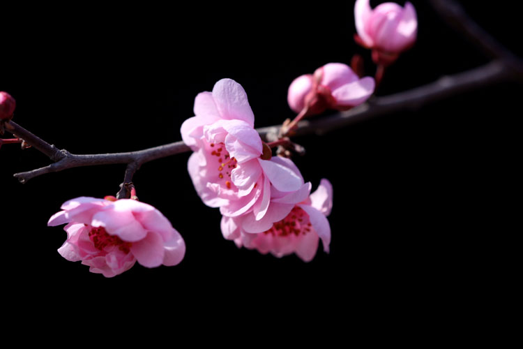 三月花开