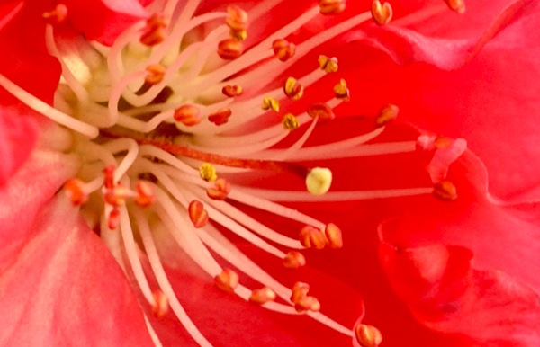 [原创]花蕊一组