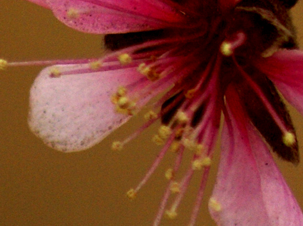 [原创]花蕊一组