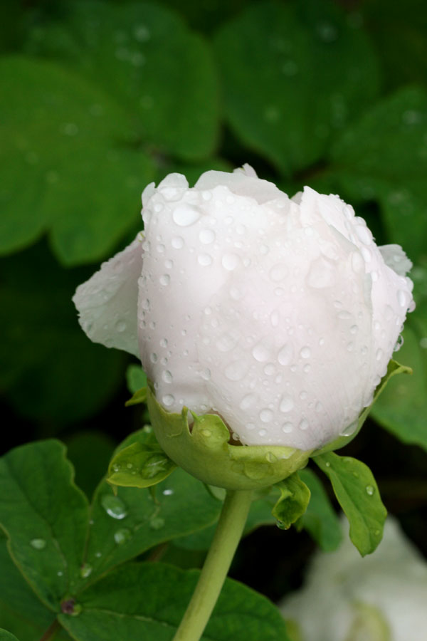 雨后花苞