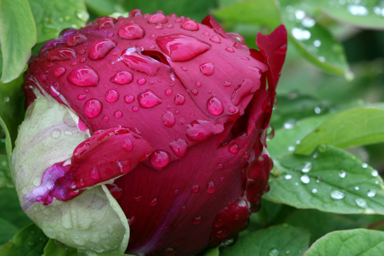 雨后花苞