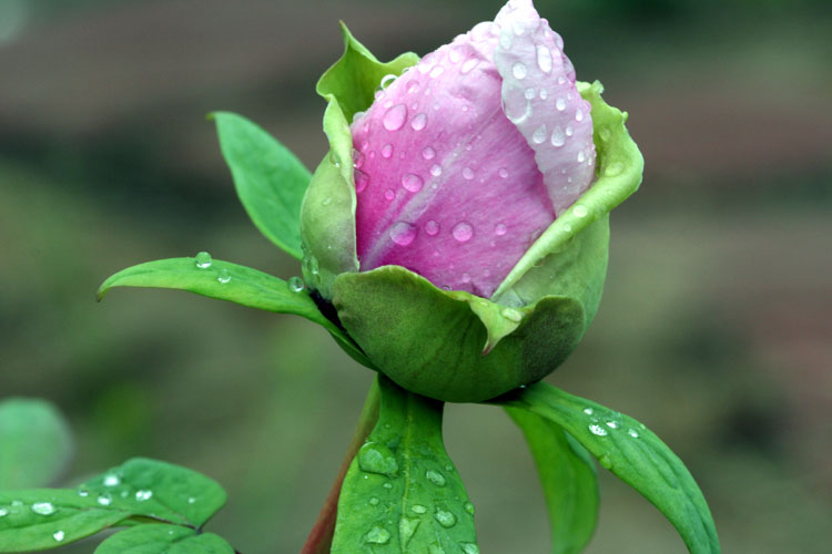 雨后花苞