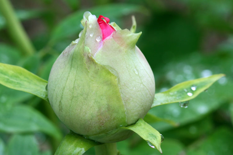 雨后花苞