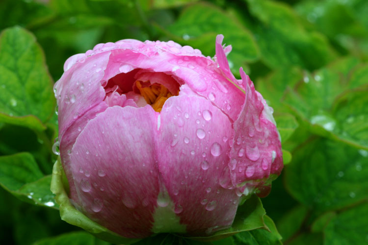 雨后花苞