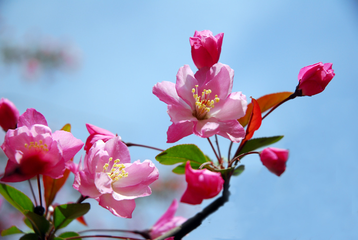 东风吹来满眼春
