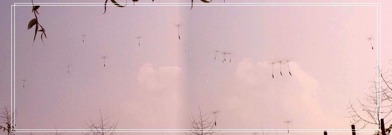 [原创]        百弄蒲公英