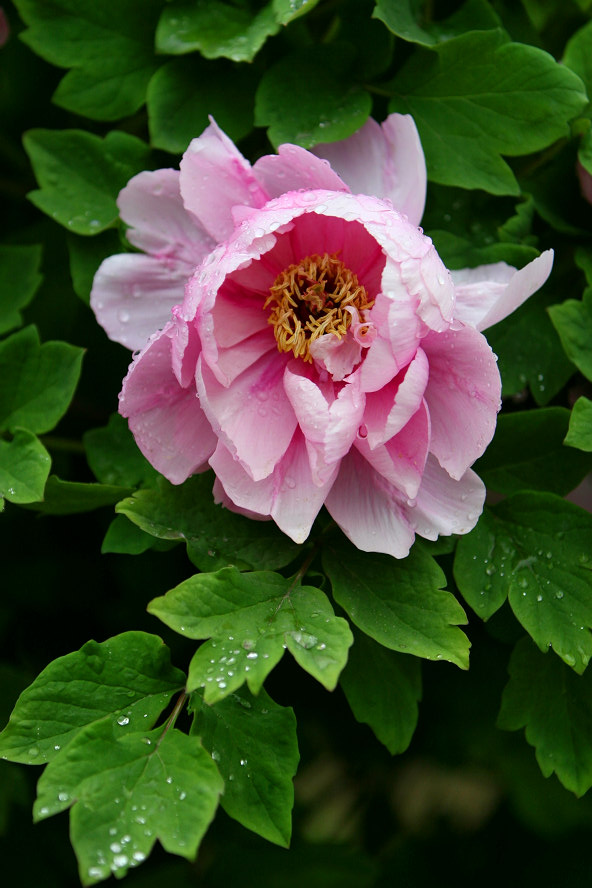 牡丹花开（组图2）