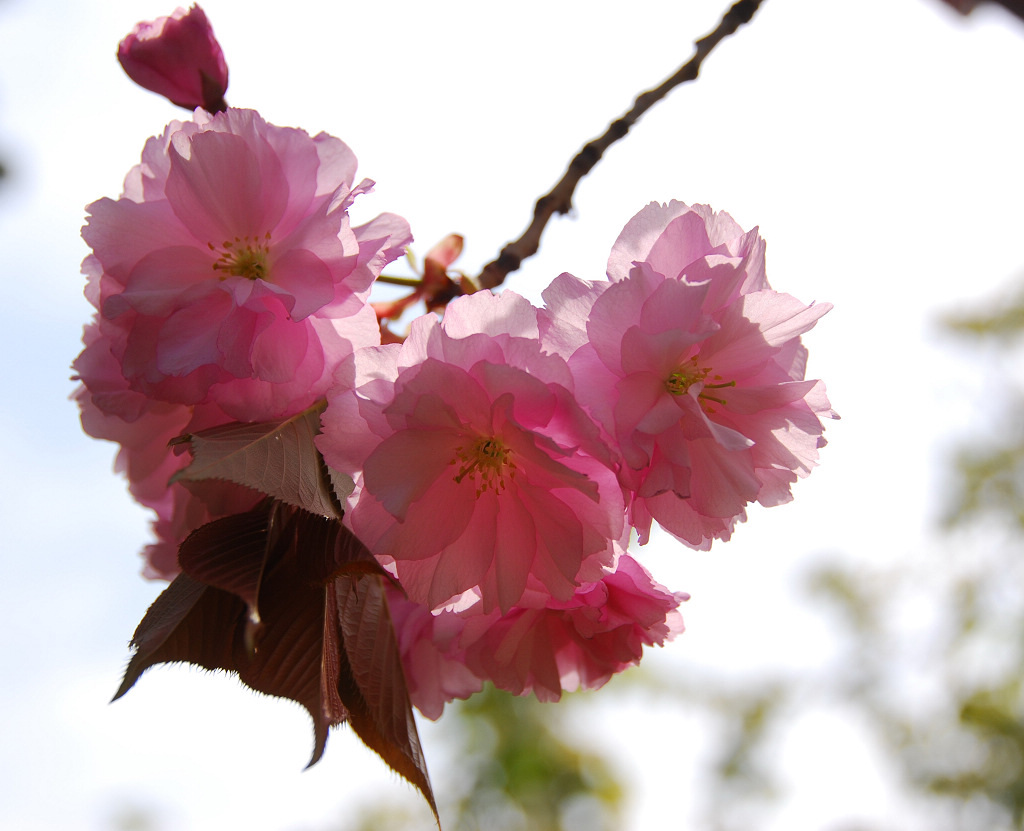 花儿