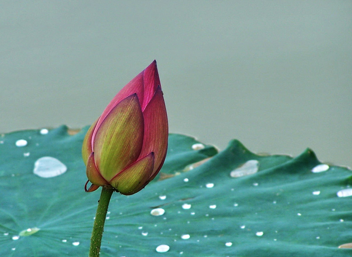 荷