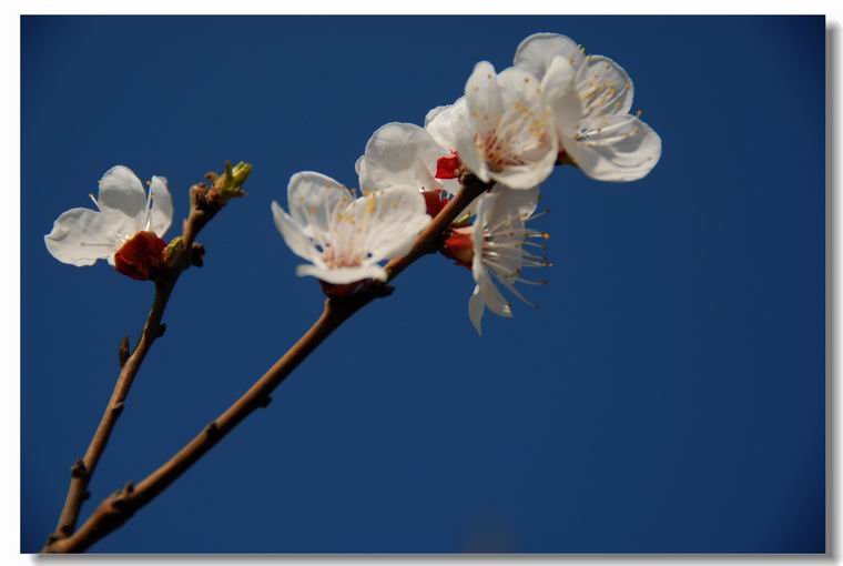春风柳上归，发我枝上花  。