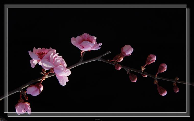 春风柳上归，发我枝上花  。