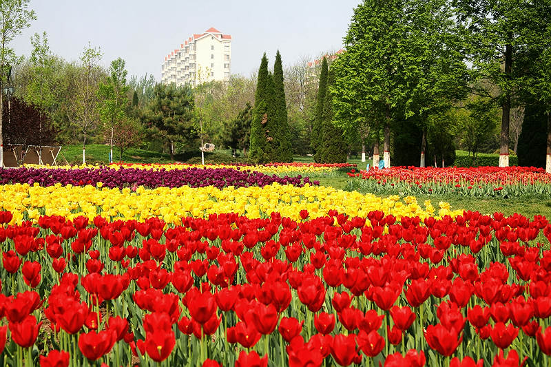 花开戚城（组图）