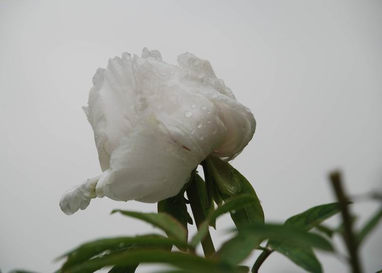 学拍荷泽牡丹