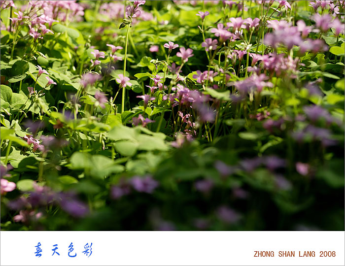 春天色彩