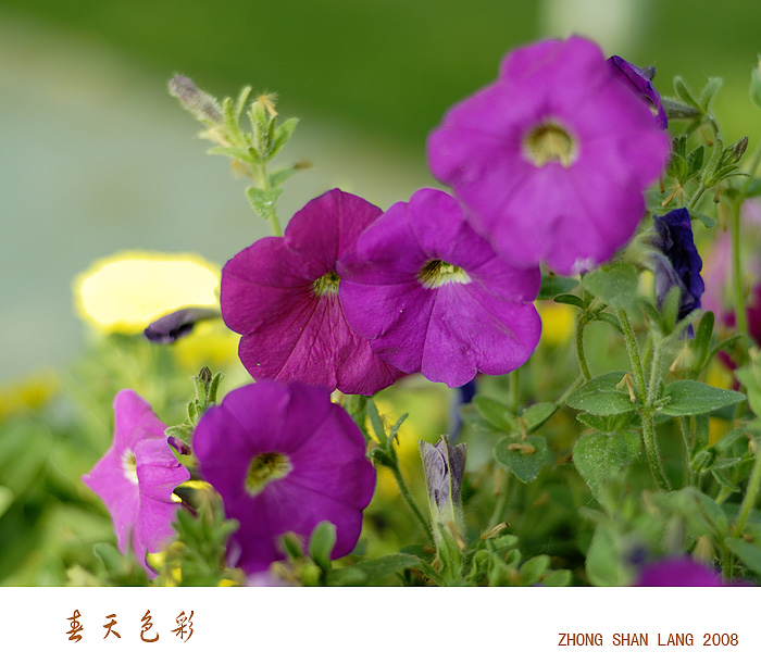 春天色彩