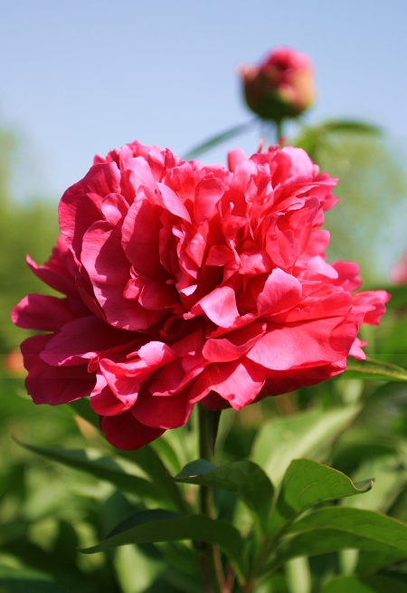 百花争艳