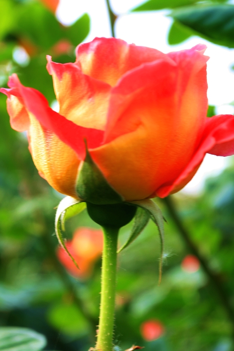 百花争艳