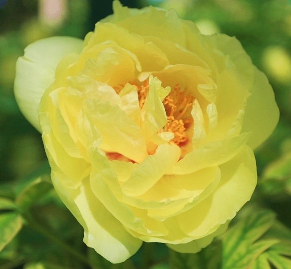 百花争艳