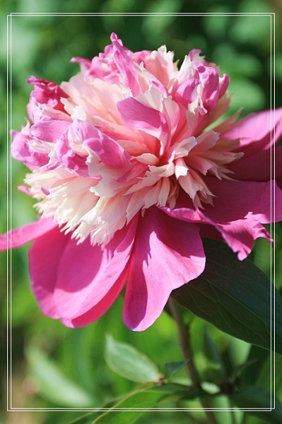 百花争艳