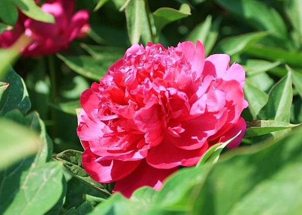 百花争艳