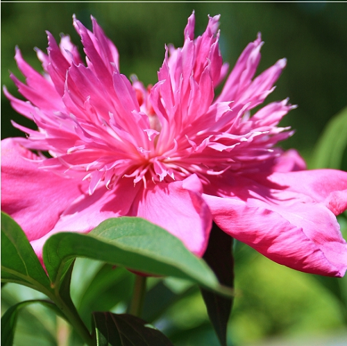 百花争艳