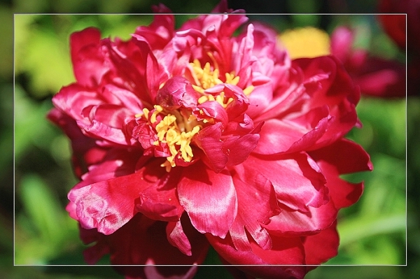 百花争艳