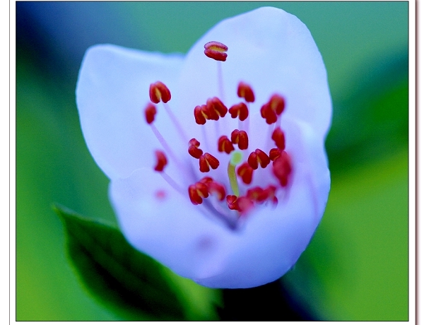 百花争艳