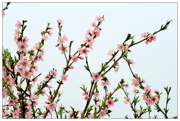 百花争艳