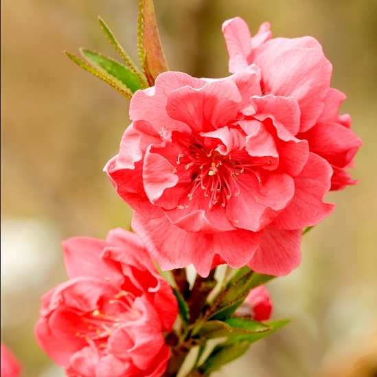 百花争艳