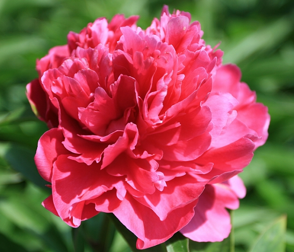 百花争艳