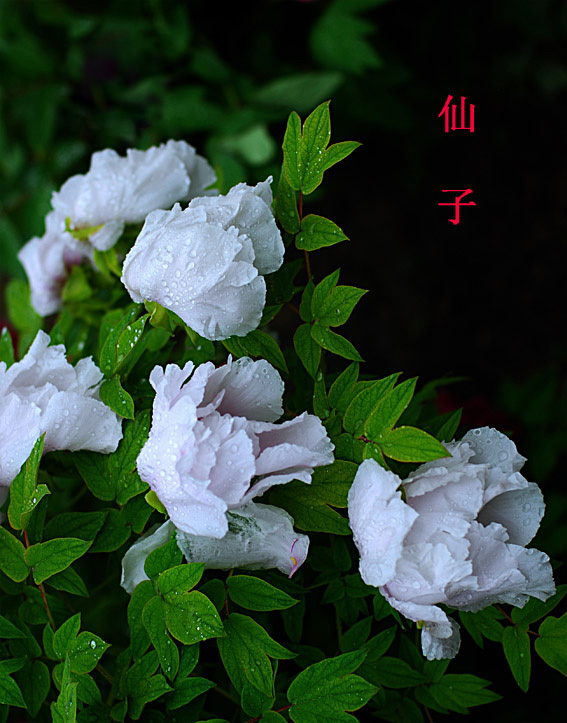 经历风雨