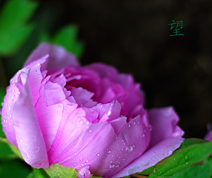 经历风雨