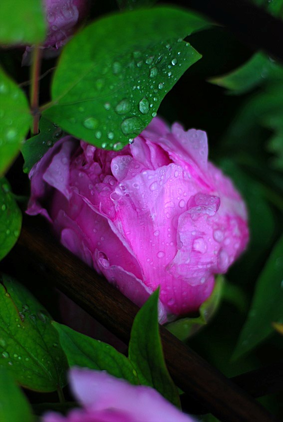经历风雨