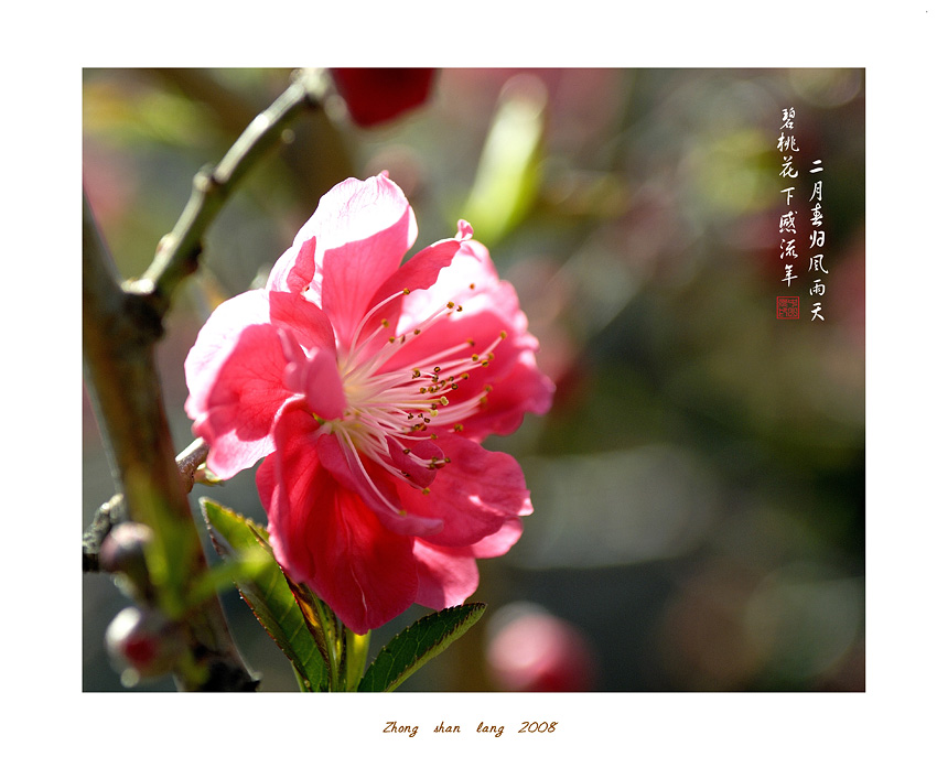 桃李春风