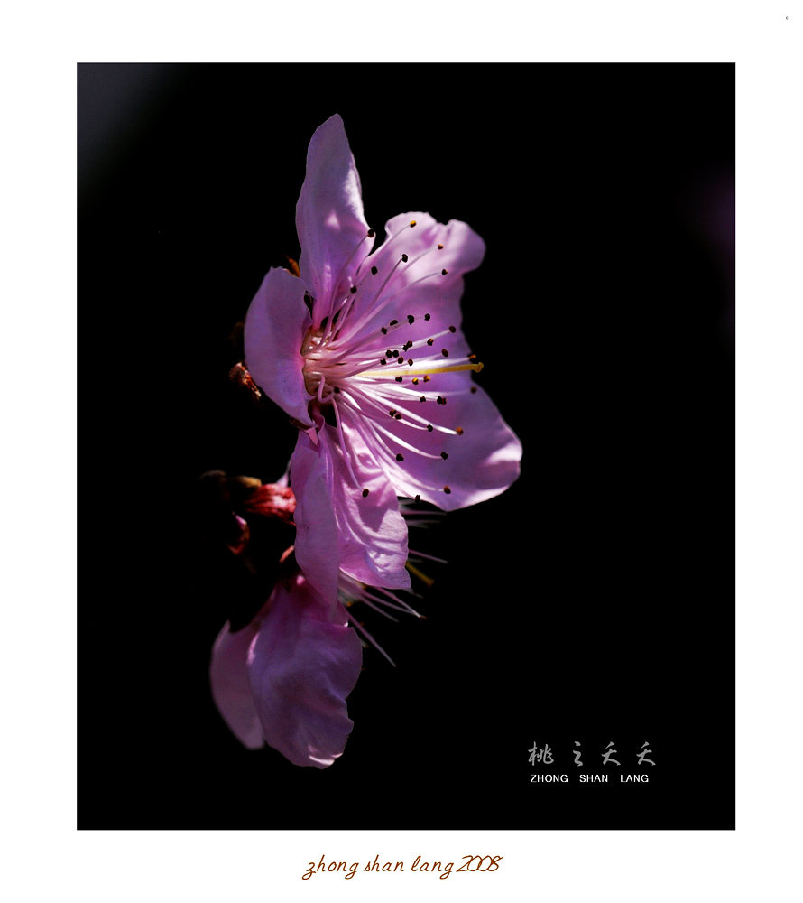 桃李春风