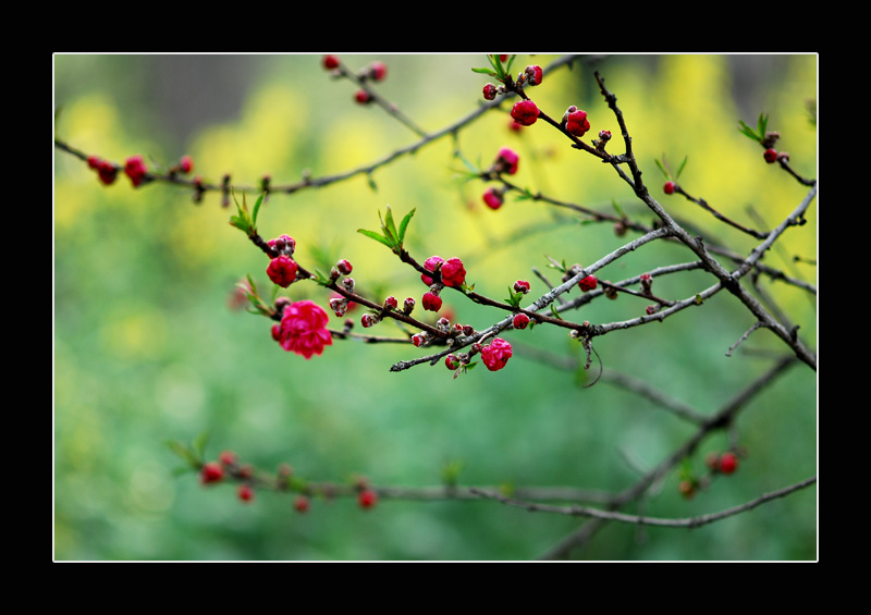 [原创]     桃花依旧醉春风