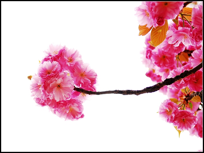 戚城花开