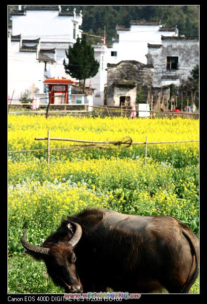 婺源乡村家园