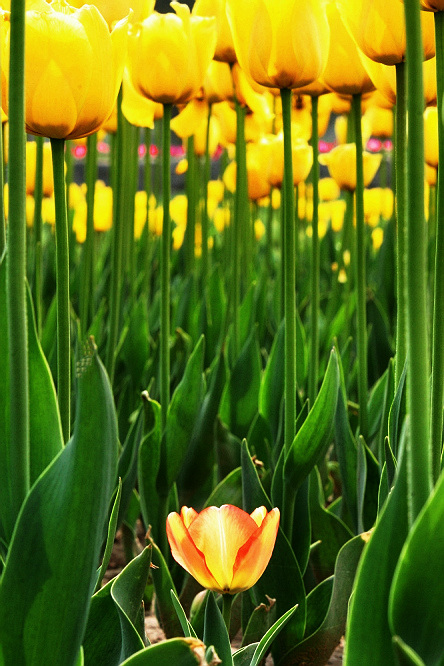 戚城花开——郁金香一组