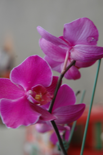 [原创]1。云南蝴蝶兰；2。北方君子兰