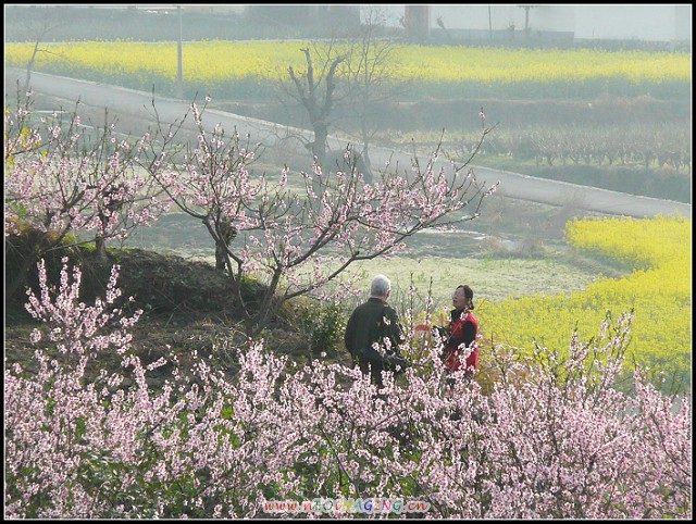 春暖花开走婺源花絮