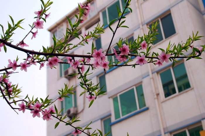 春舞桃花进万家