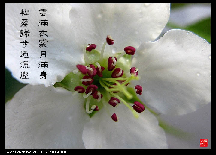 一树梨花压海棠